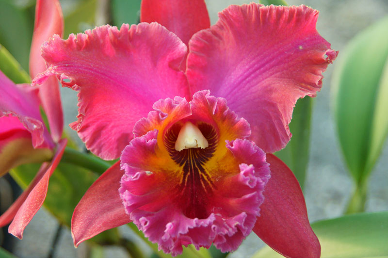 Cattleya Orchid Image 1