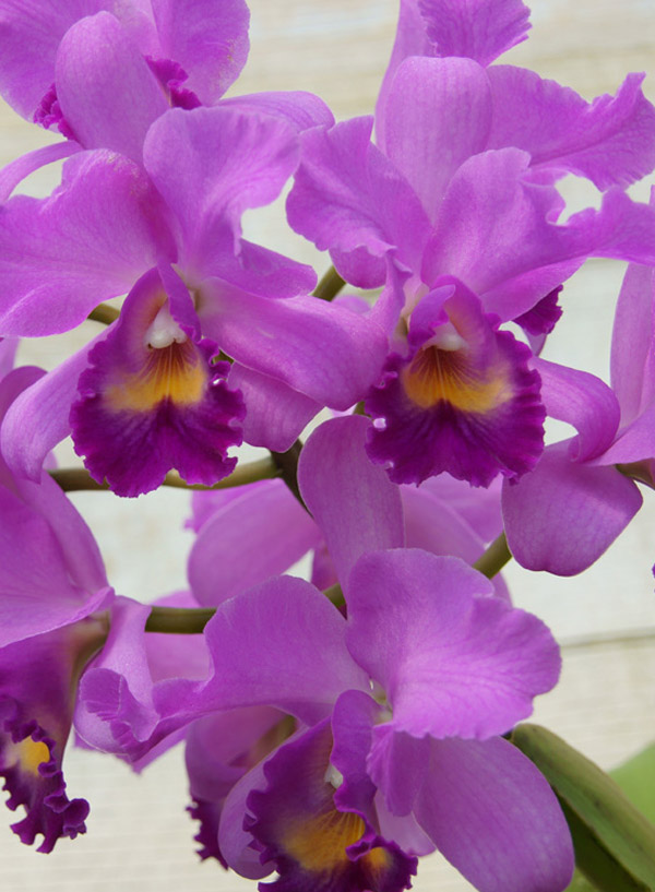 Cattleya Orchid Image 4