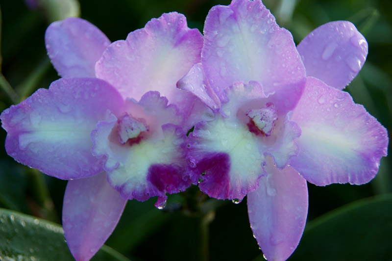 Cattleya Orchid Image 2