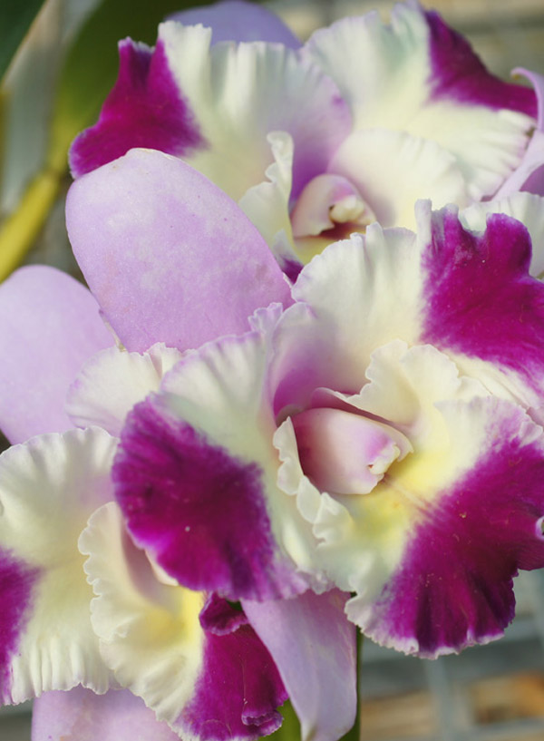 Cattleya Orchid Image 3