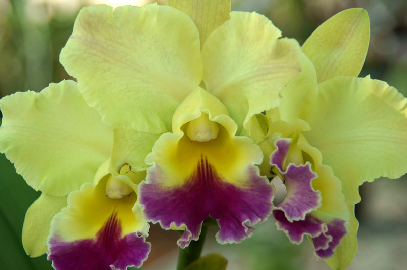 Cattleya Orchid Image 5