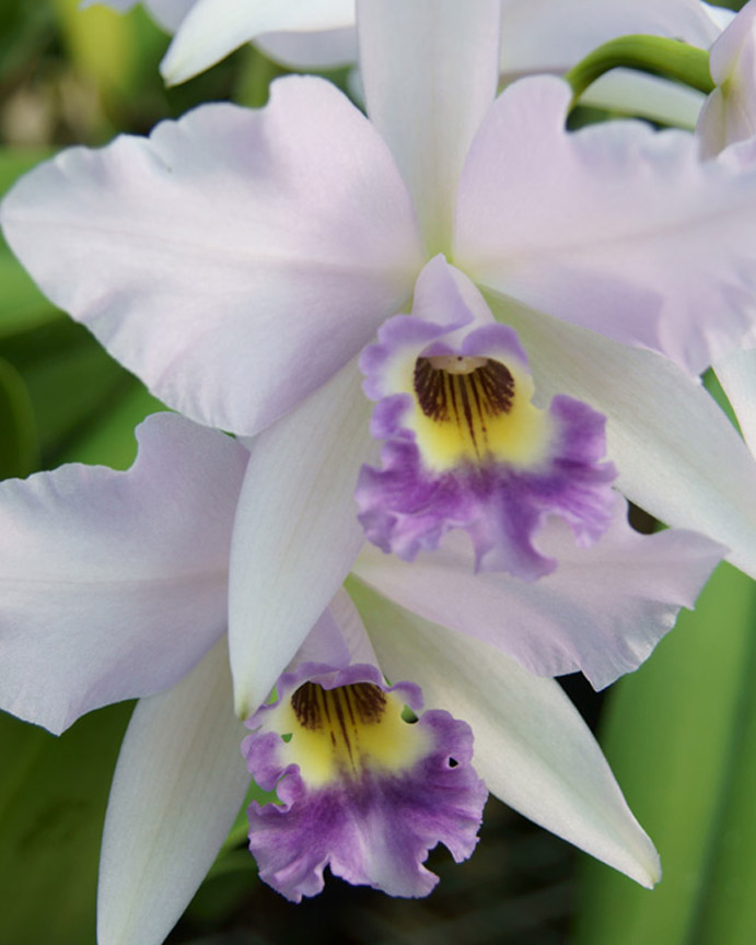 Cattleya Orchids