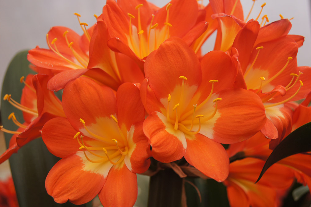 Clivias