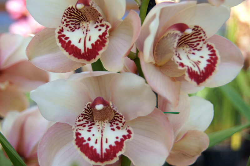 Cymbidium Orchids