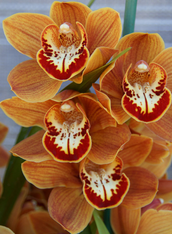 Cymbidium Orchids