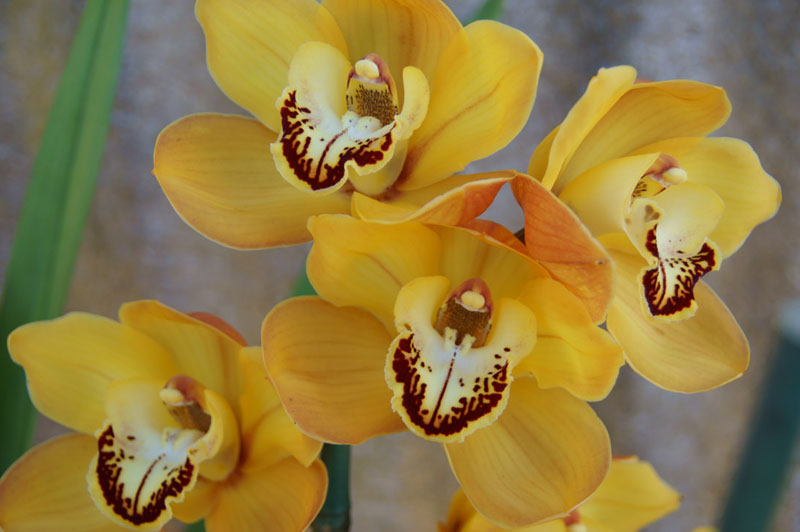 Cymbidium Orchids