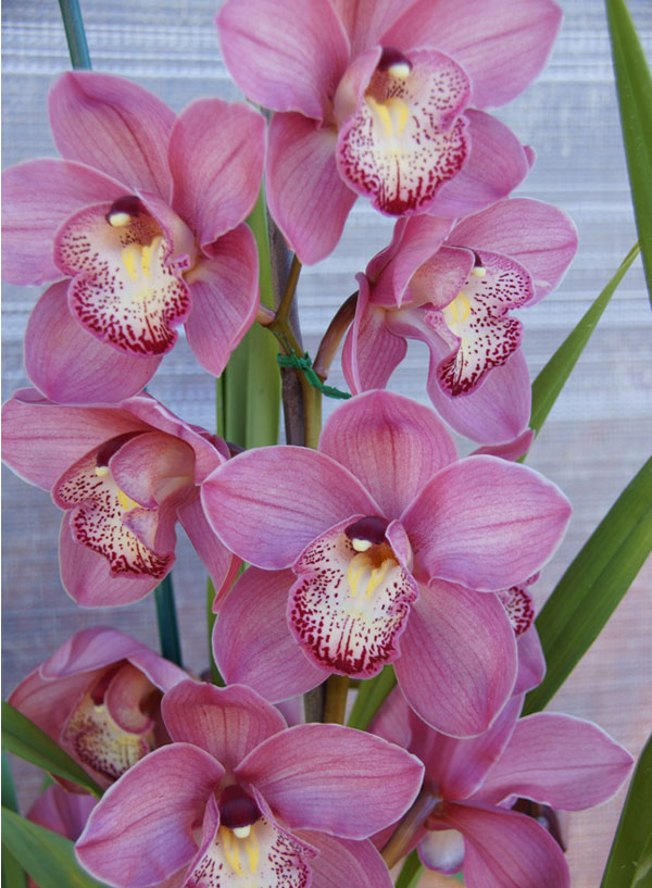 Cymbidium Orchids