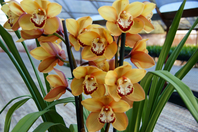 Cymbidium Orchids